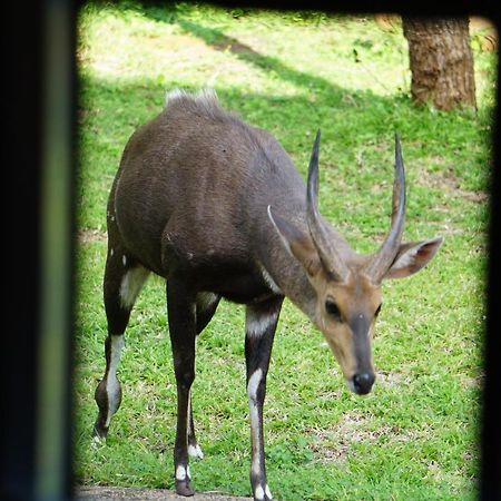 Giraffe Plains Vila Marloth Park Exterior foto
