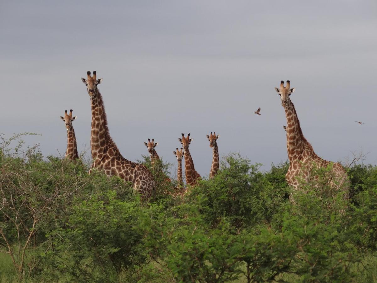 Giraffe Plains Vila Marloth Park Exterior foto