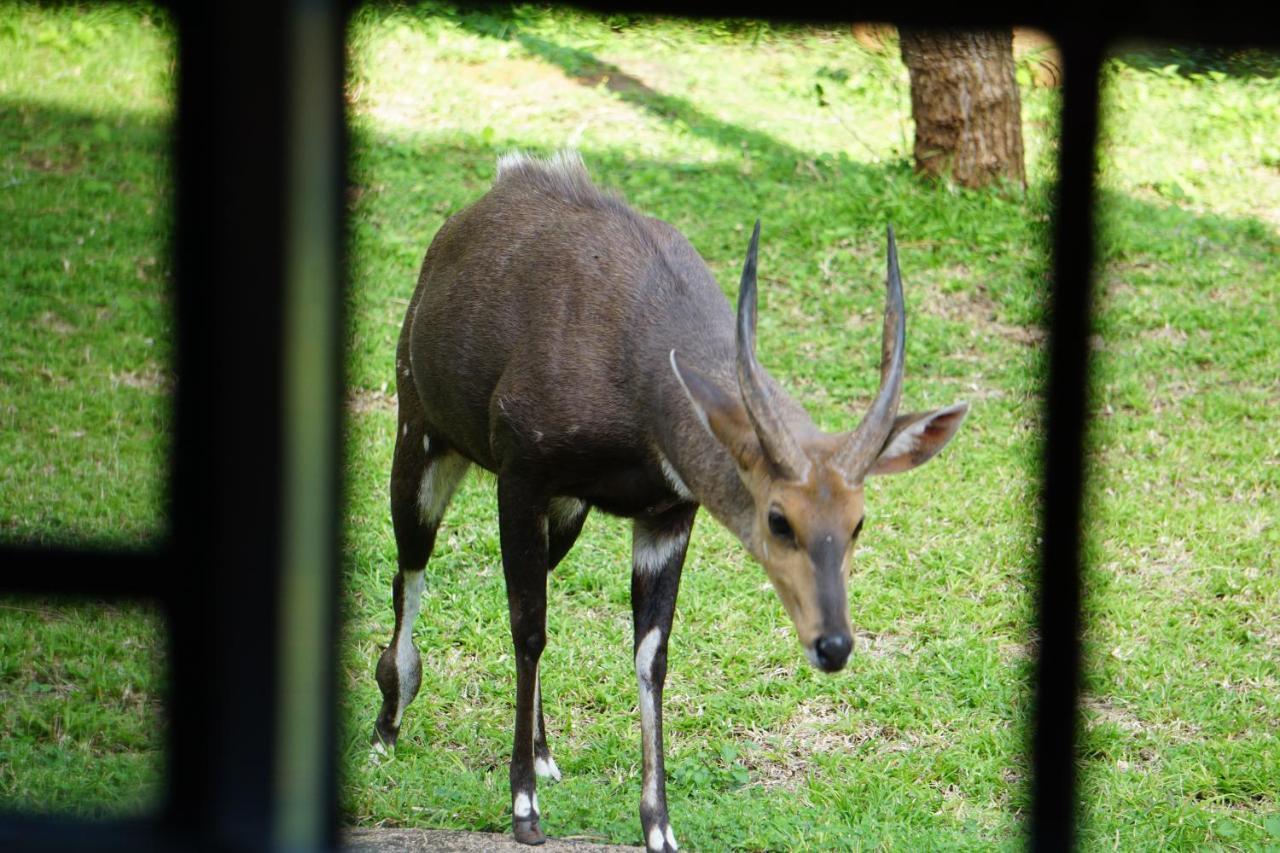 Giraffe Plains Vila Marloth Park Exterior foto